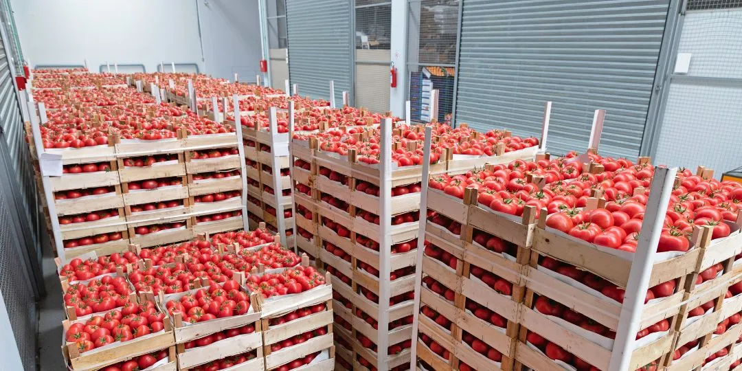 Yaş Meyve İşleme ve Muhafaza Depoları